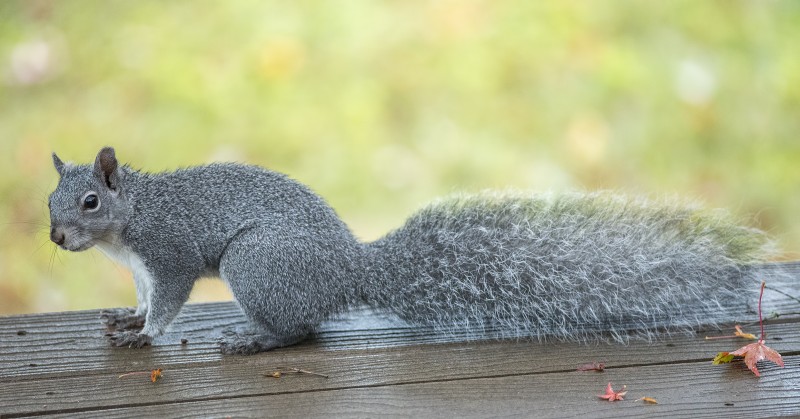 squirrel fall color ashland oregon