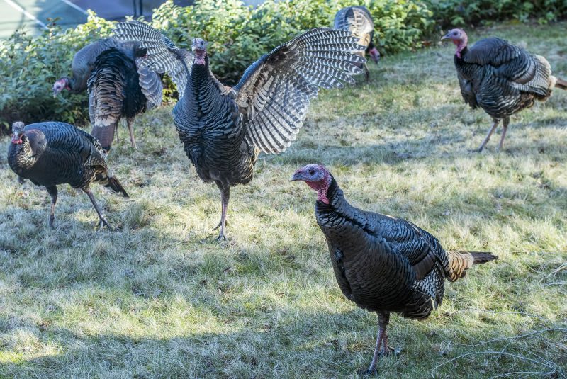  wild turkeys