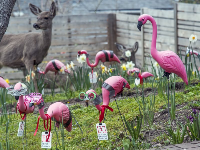 aiff film festival al case deer pink flamingo lawn ornaments