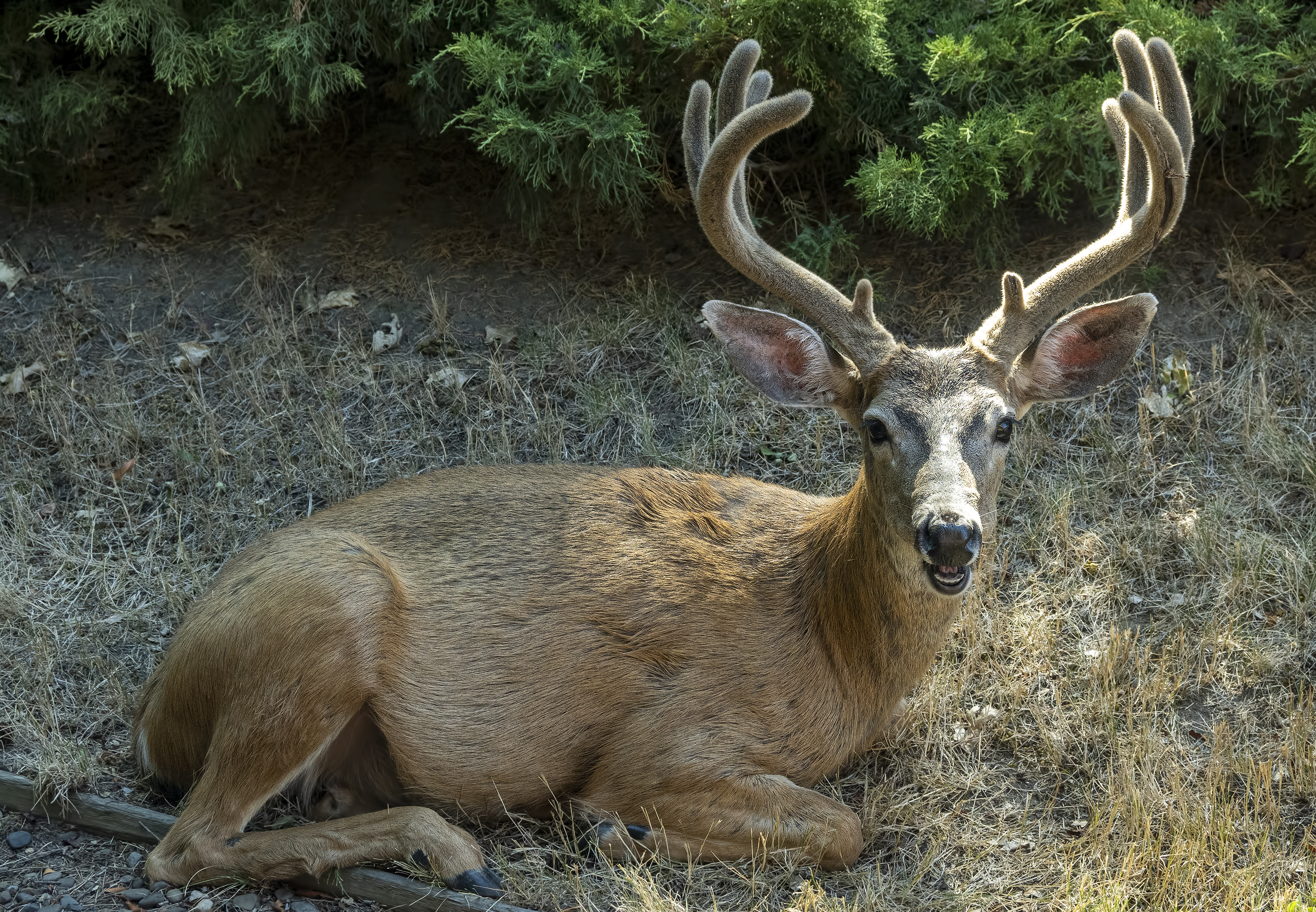 buck deer ashland oregon