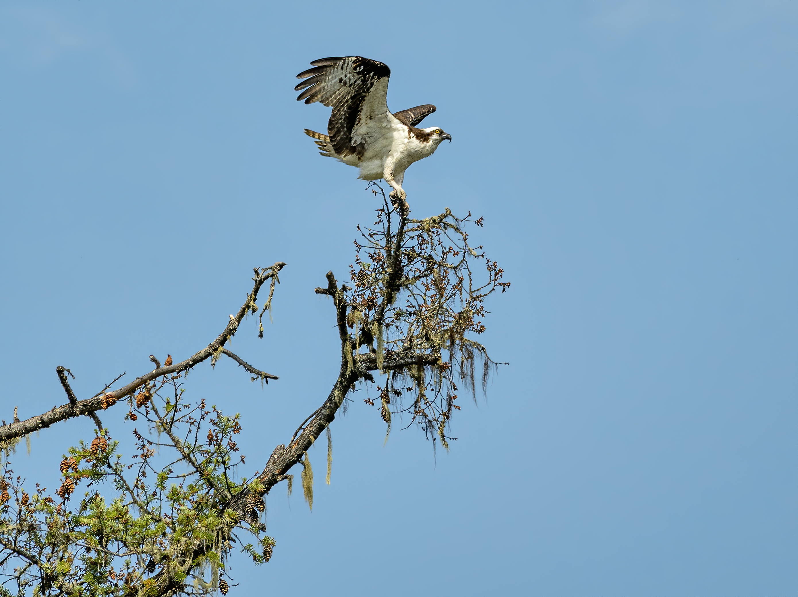 osprey rogue river oregon