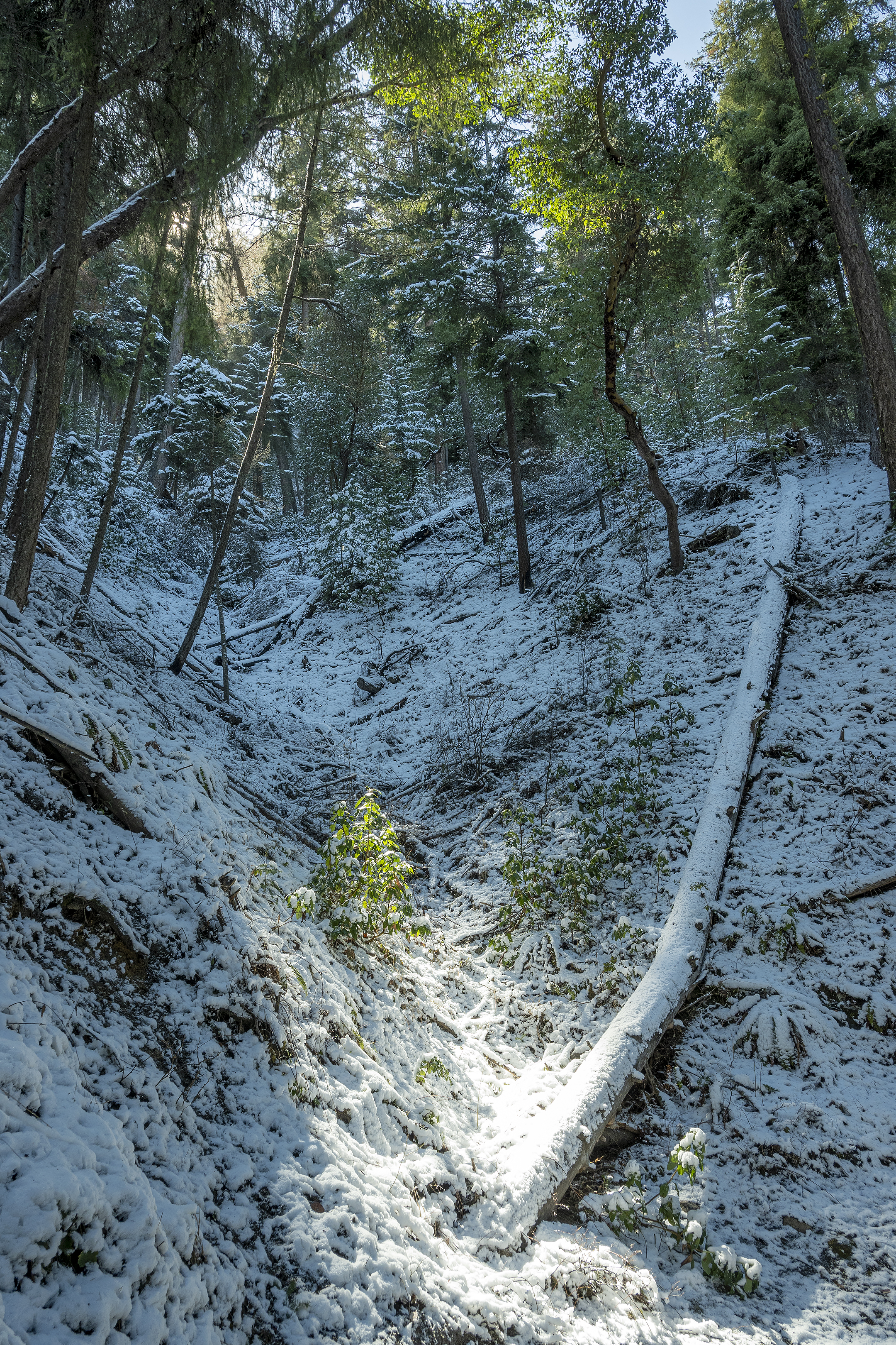 toothpick trail snow