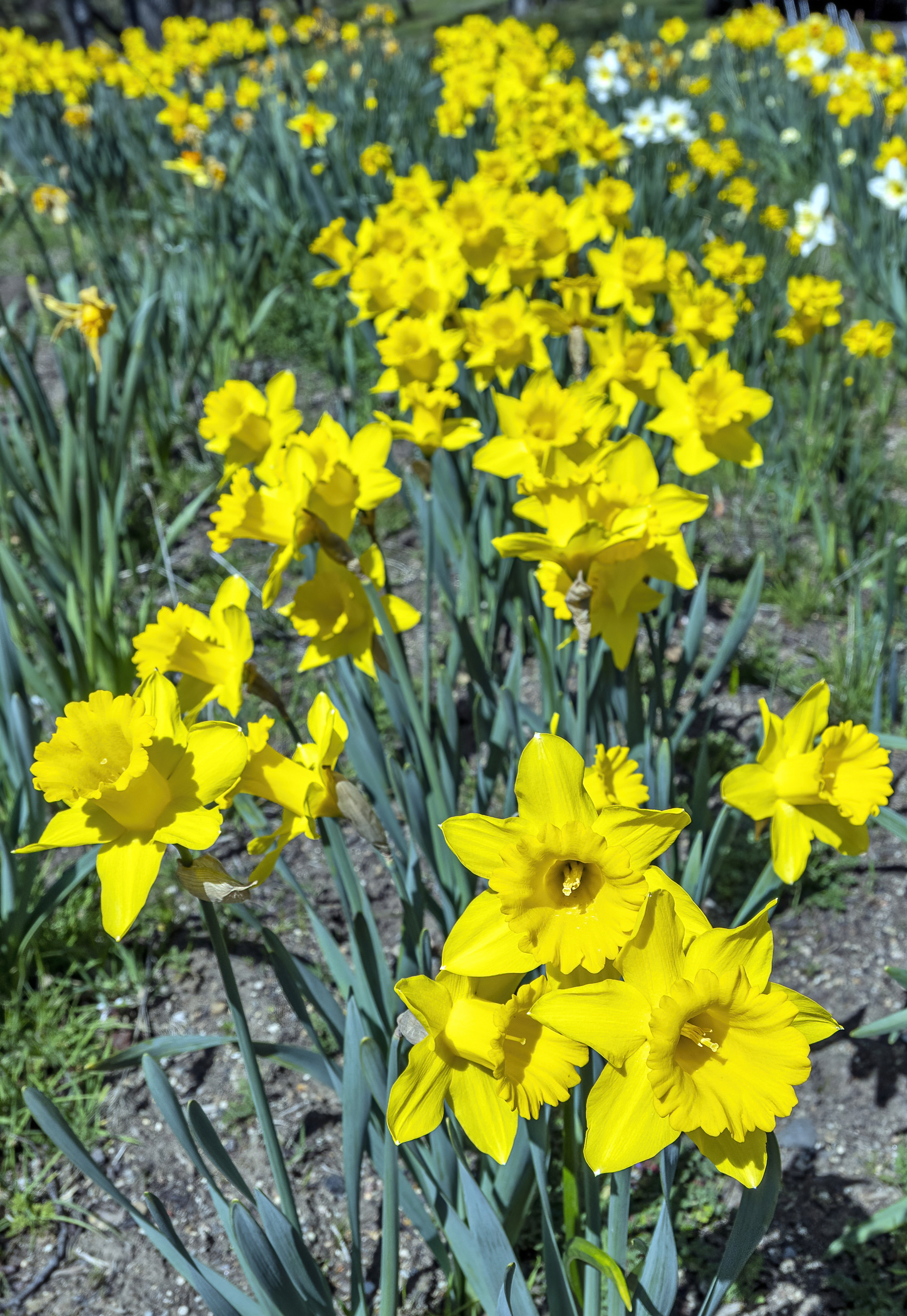 daffodils ridge road