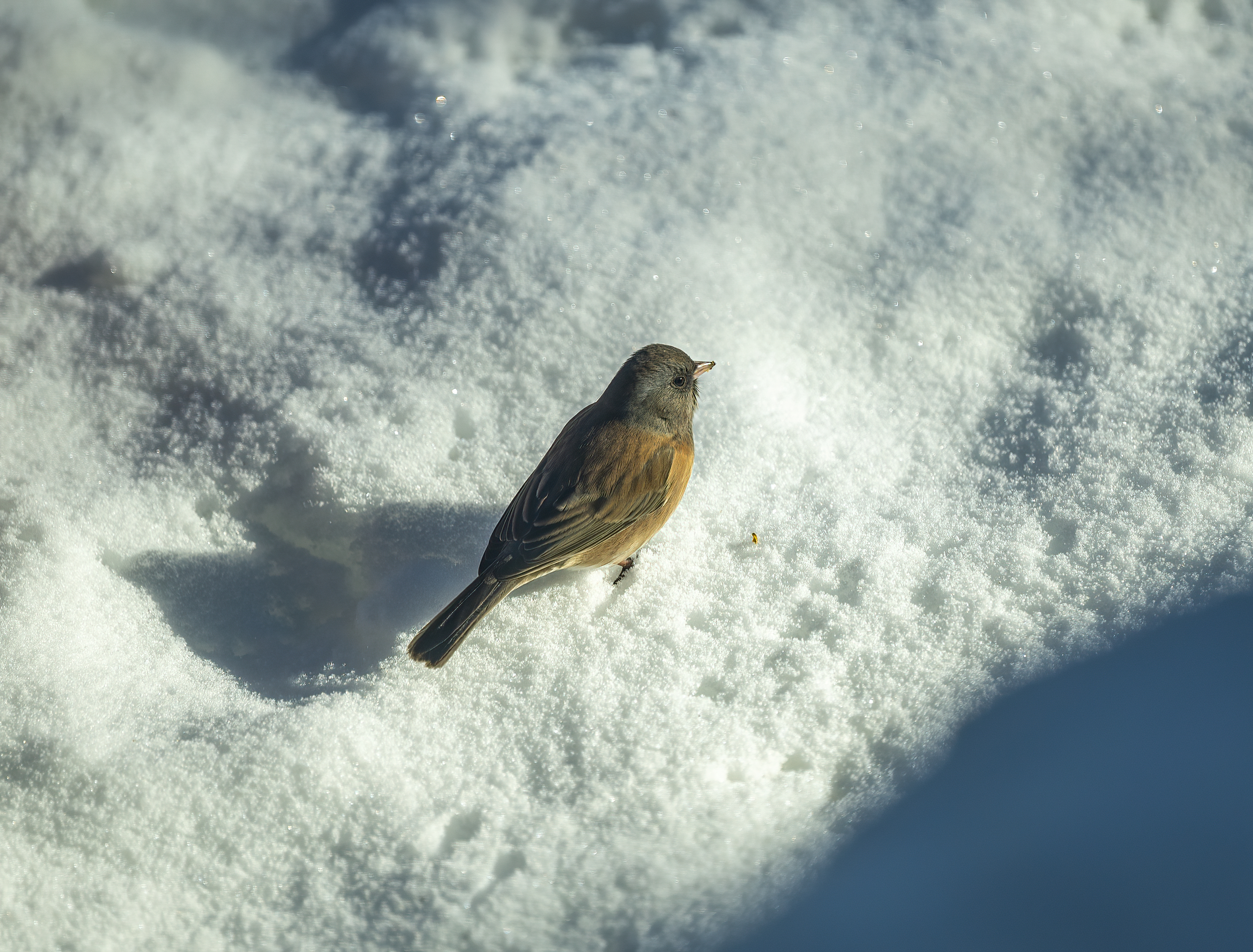 bird snow topaz denoise ai-clear