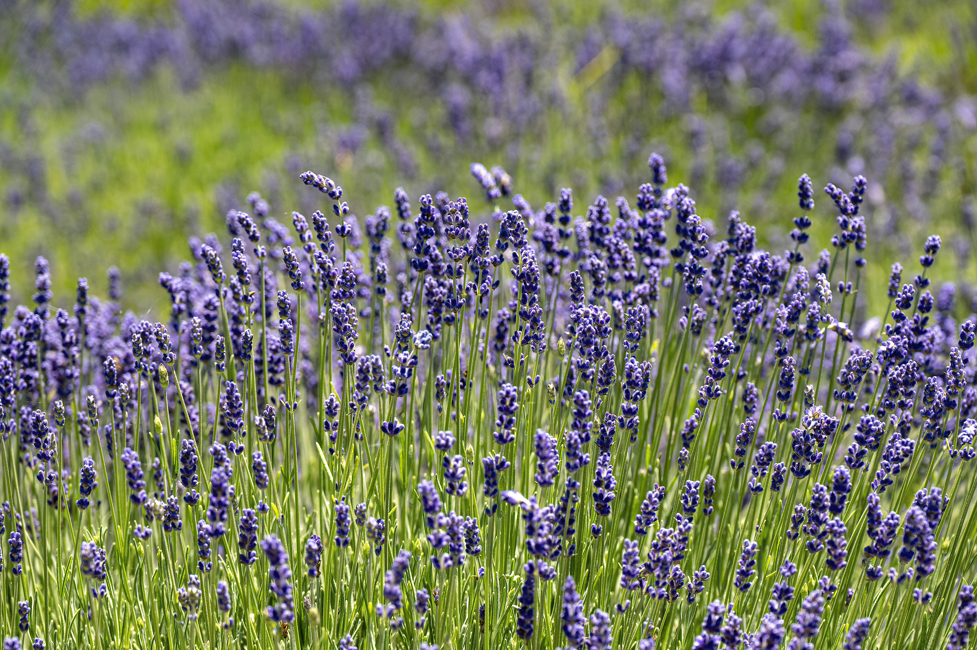 english lavender farms applegate oregon-DeNoiseAI-clear