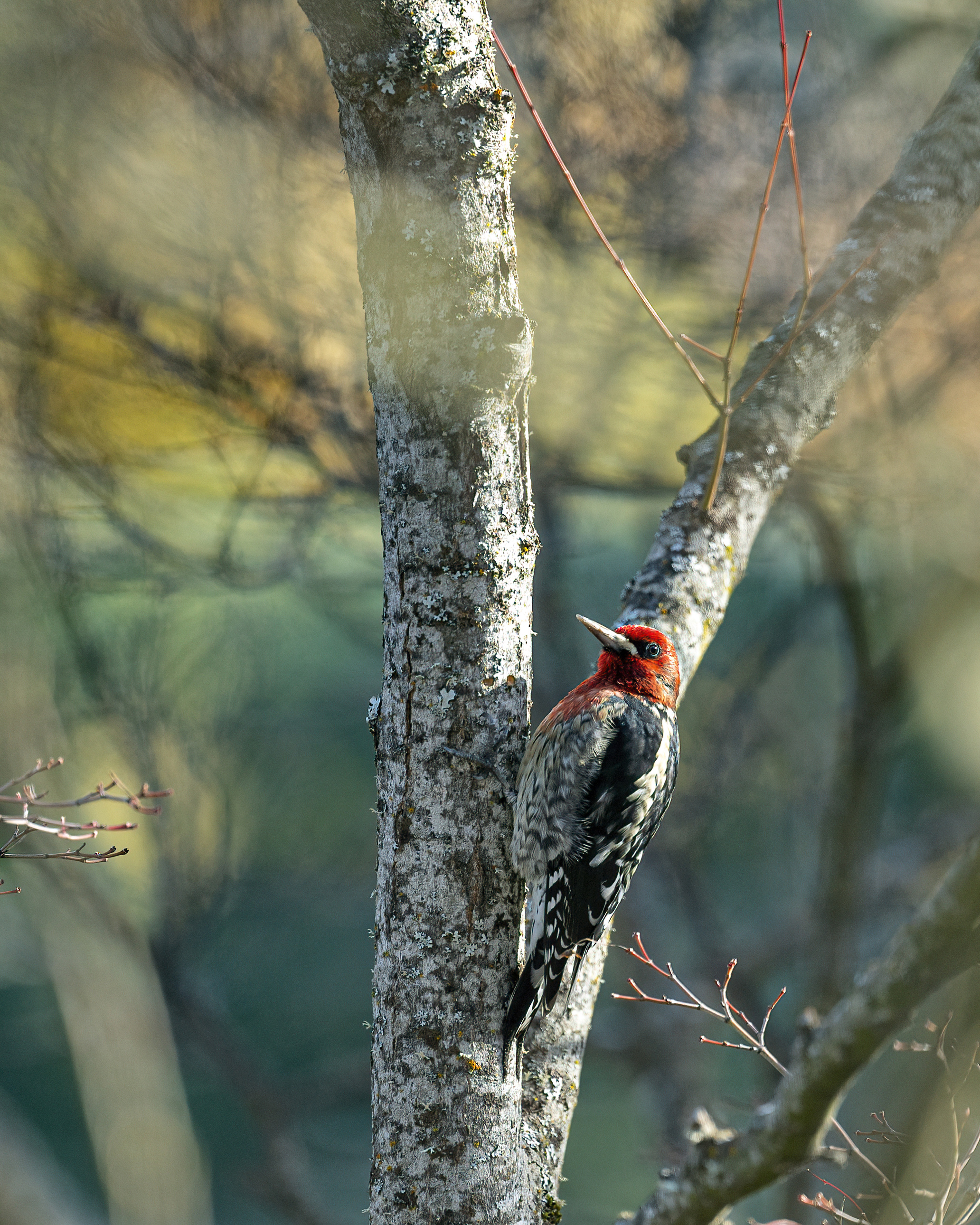 Red-breasted Sapsucker woodpecker bird ashland oregon-DeNoiseAI-clear