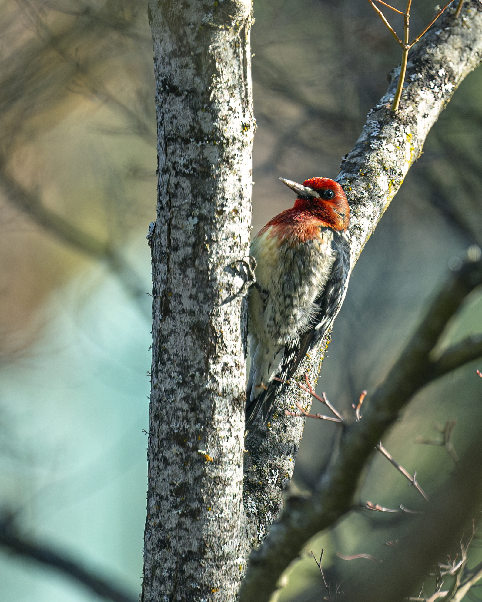Red-breasted sapsucker ashland oregon wildlife bird-DeNoiseAI-low-light
