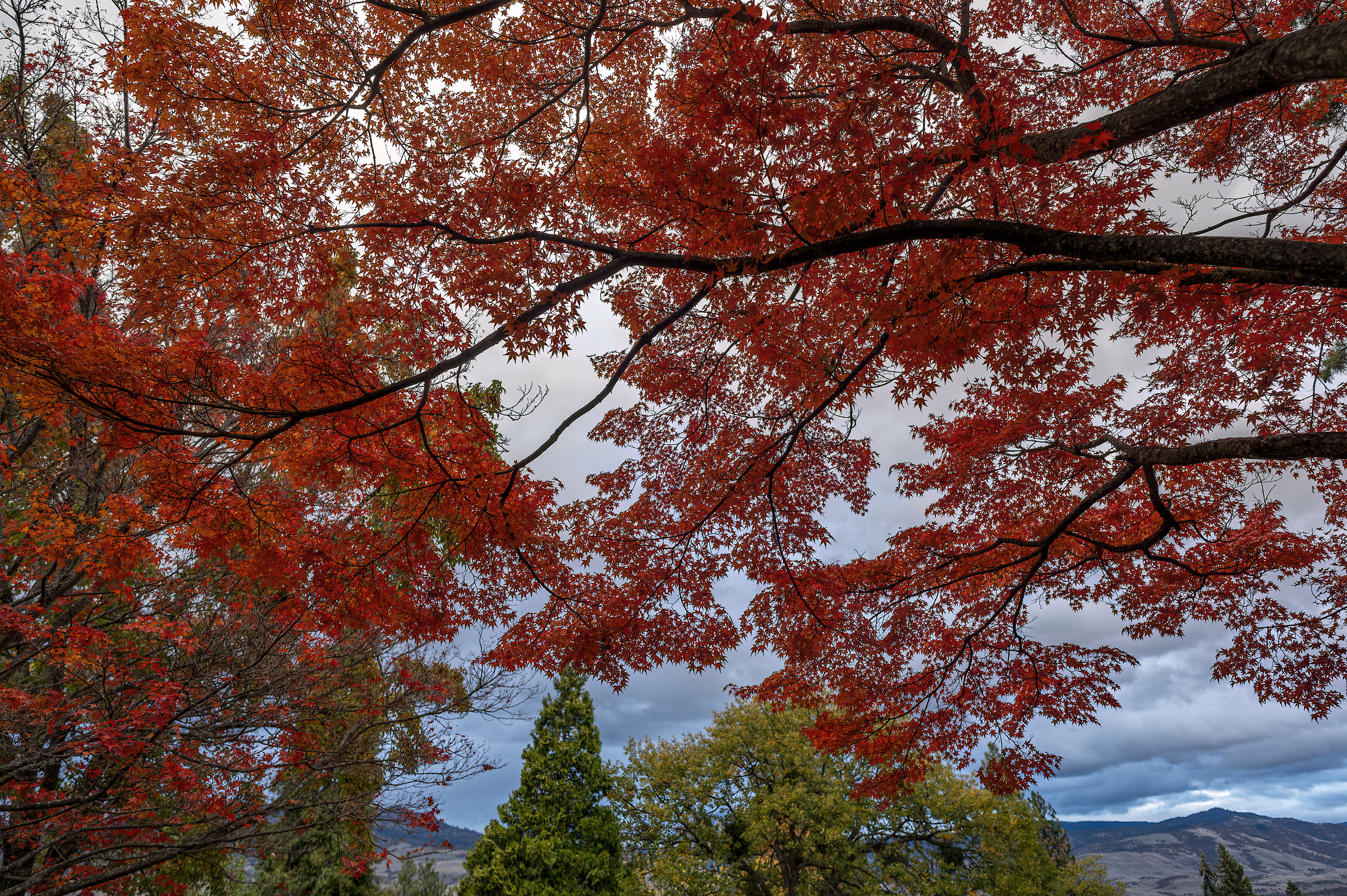 ashland oregon autumn japanese maples