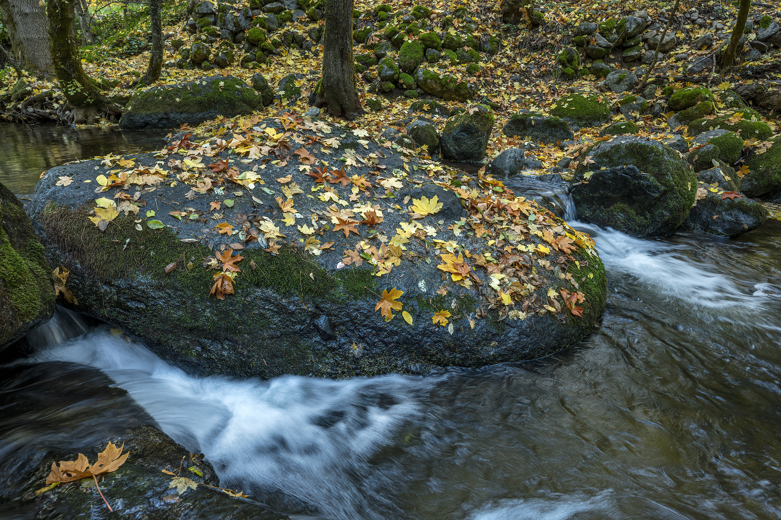 lithia park ashland creek autumn