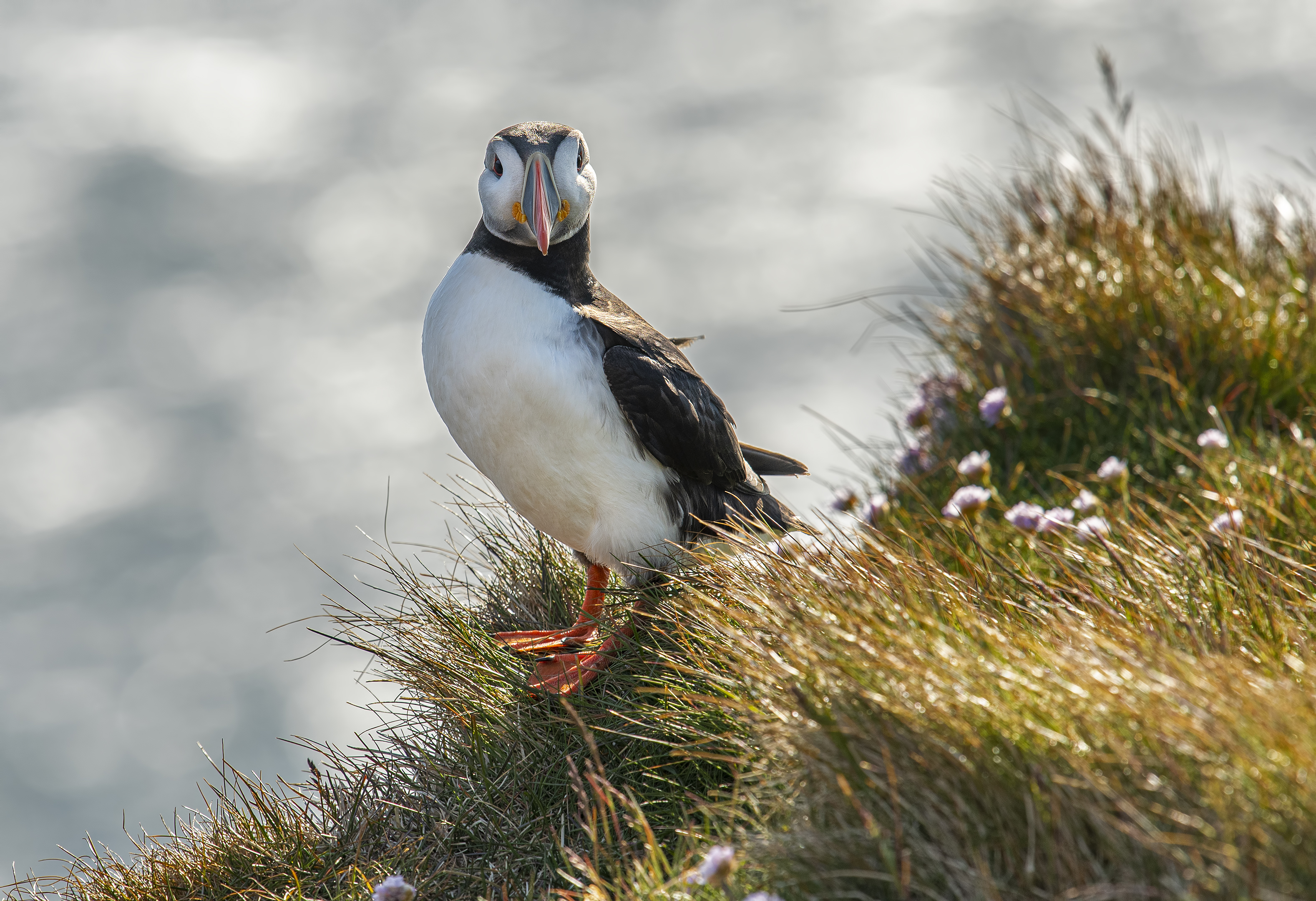 iceland puffin