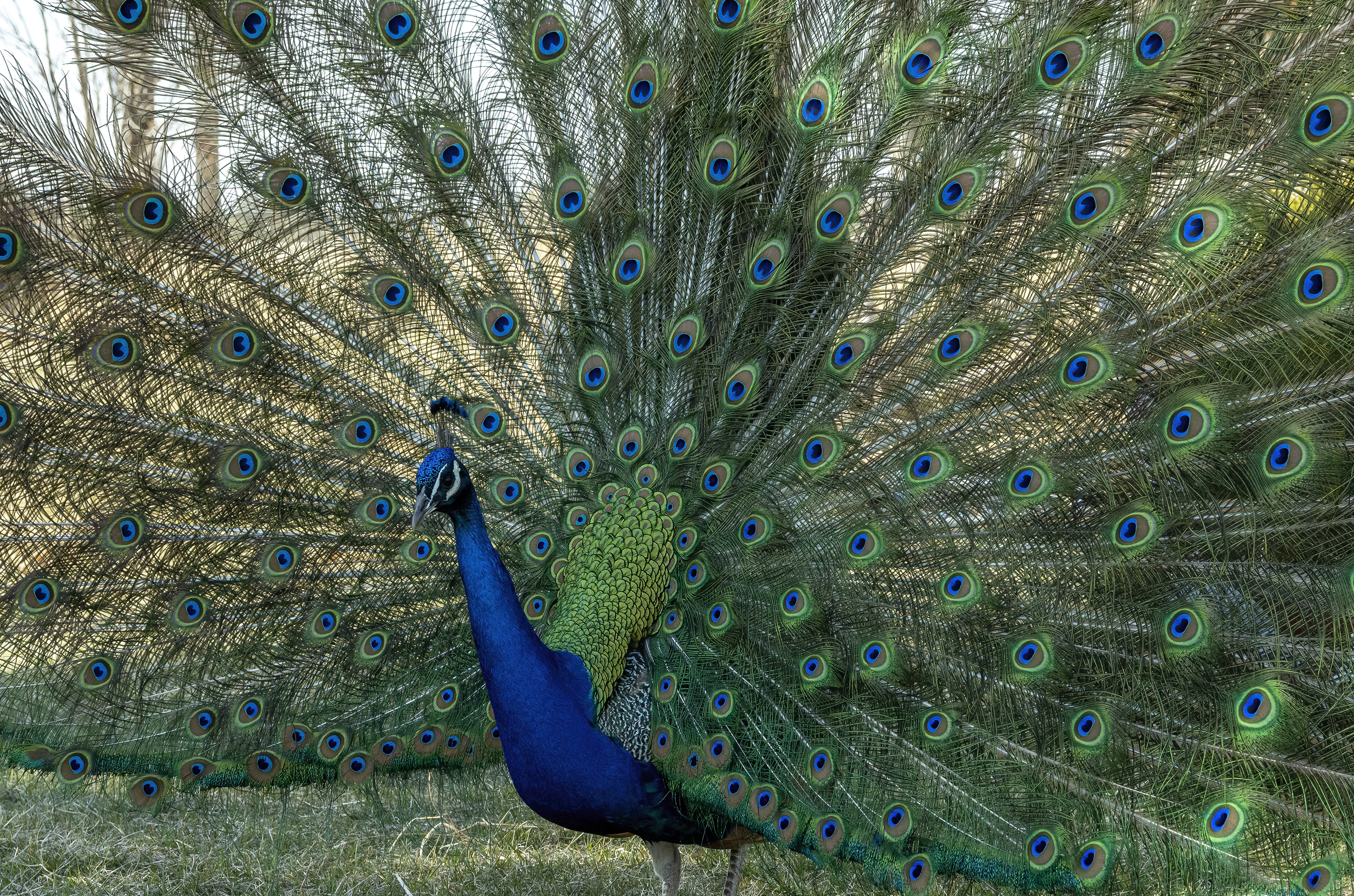 Petersen Rock Garden peacock bend oregon-denoise