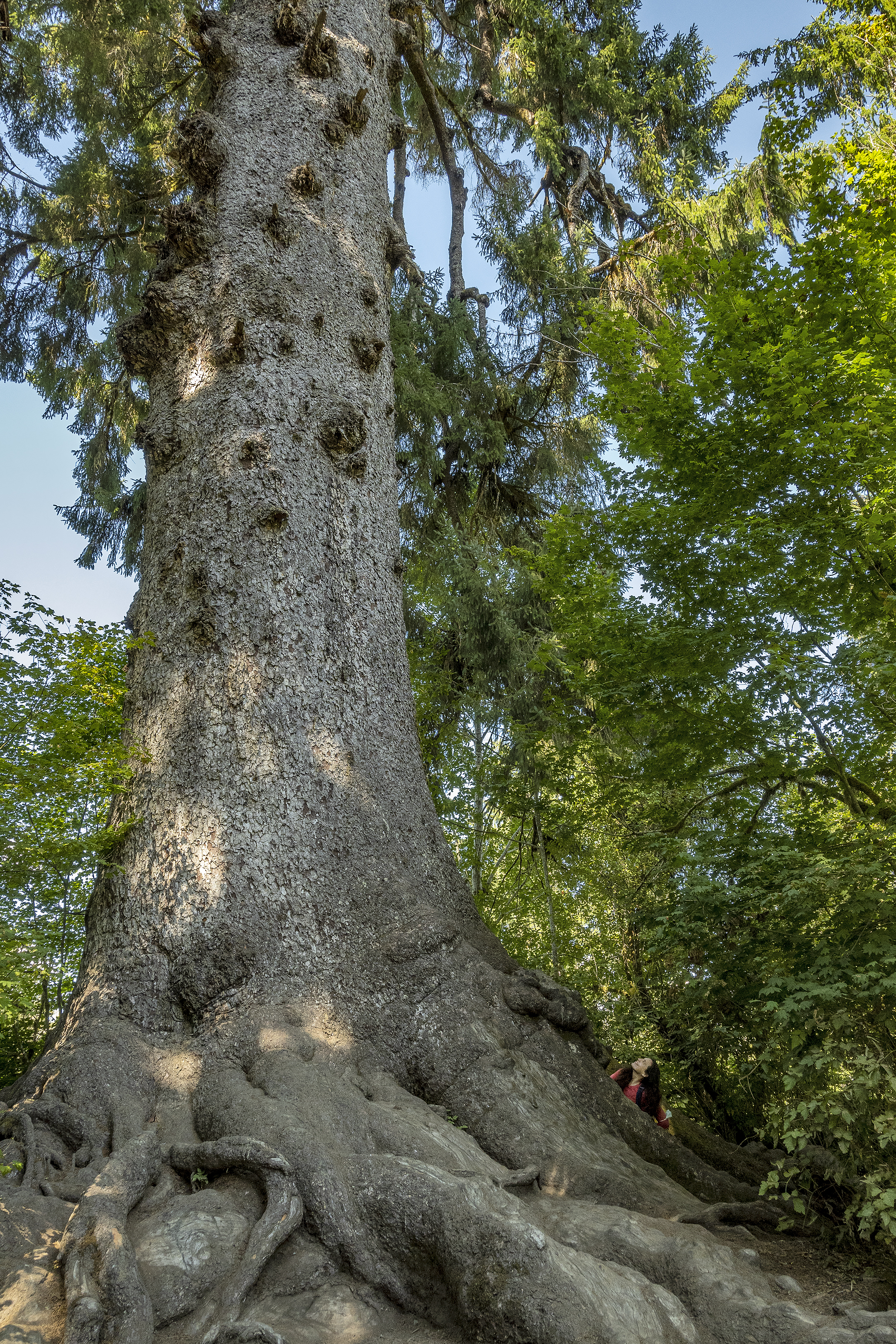  lake quinault worlds largest spruce tree linda