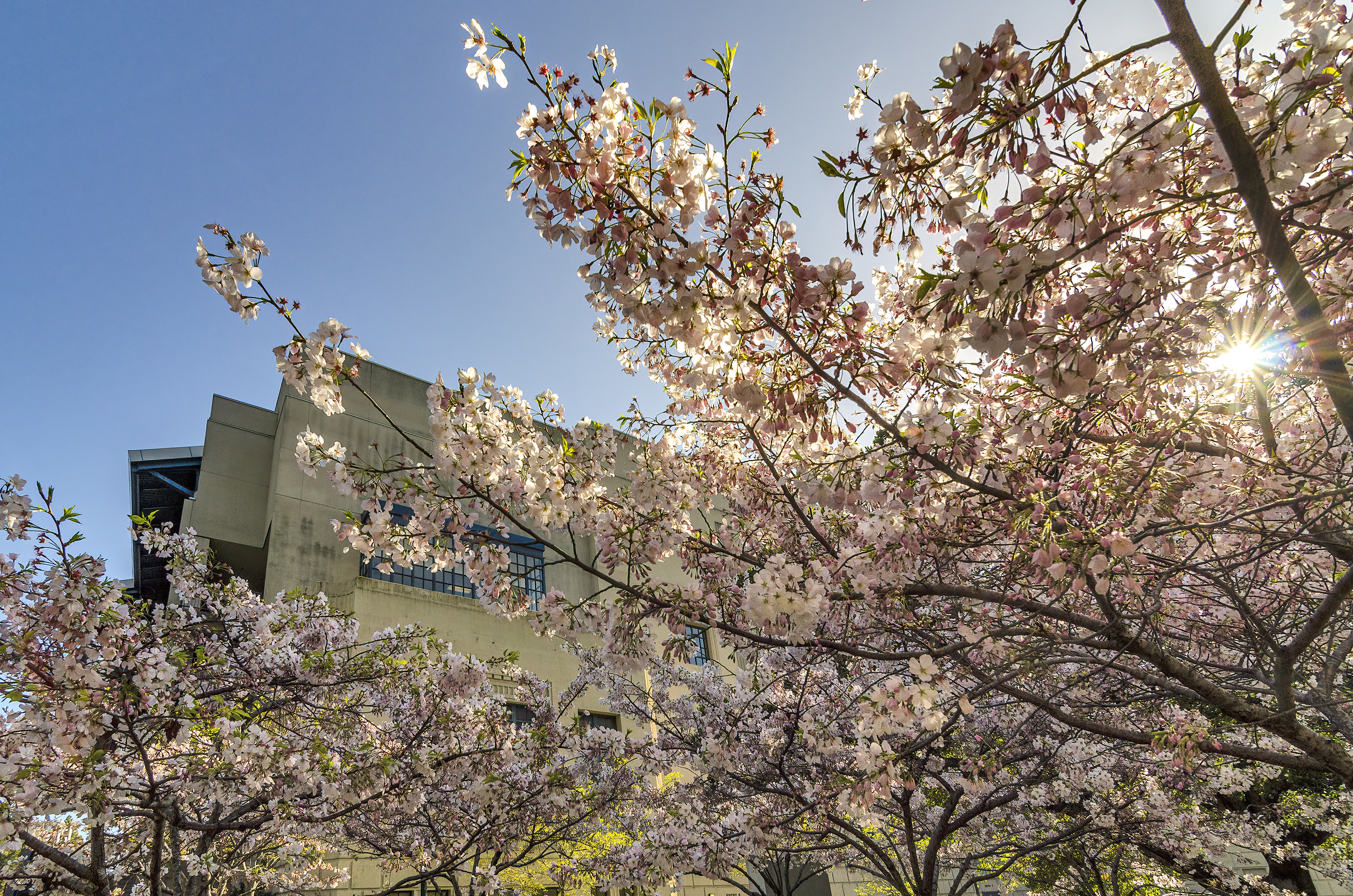 uc berkeley spring compus cherry blossoms topaz denoise ai-clear