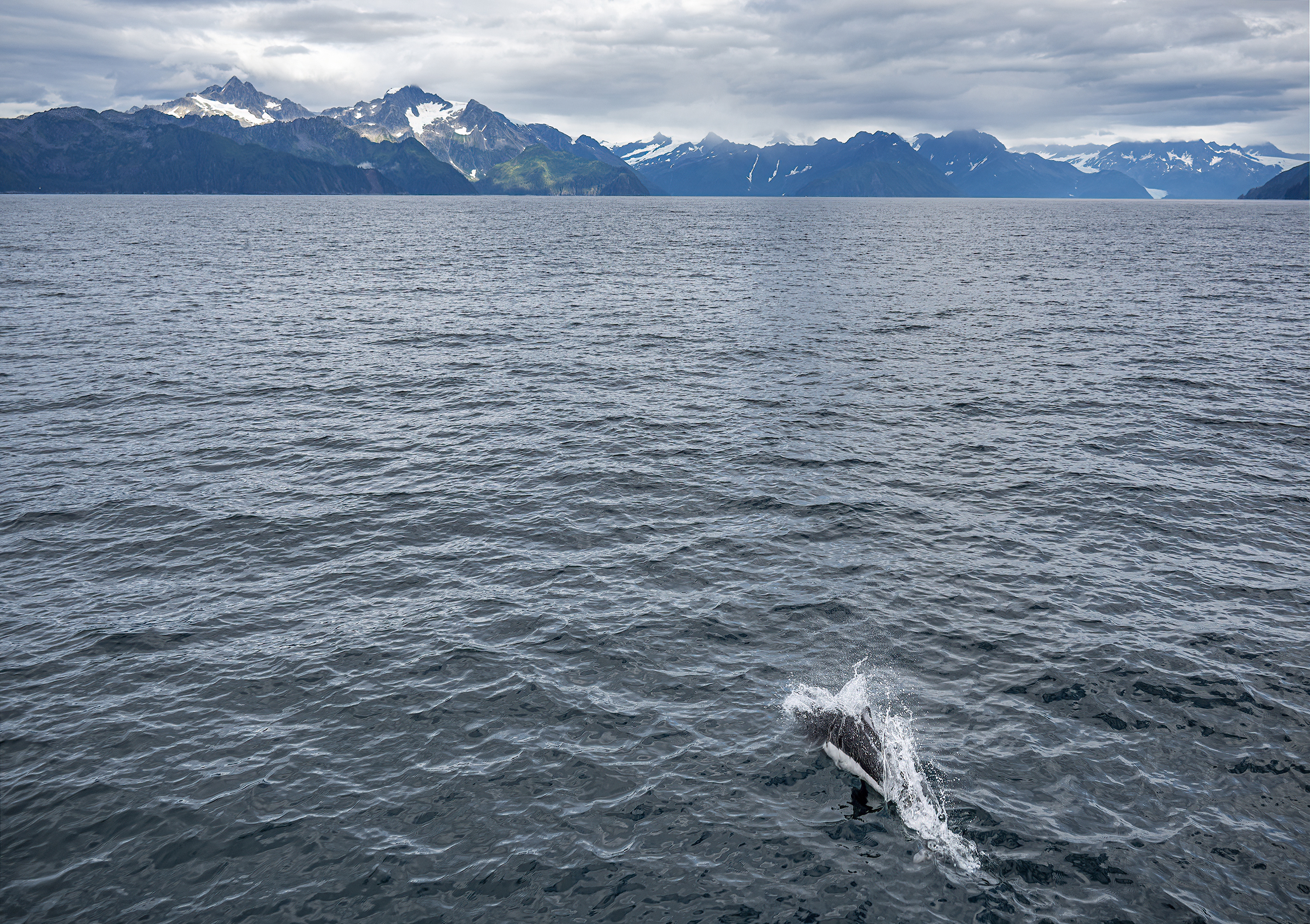 whale kenai national fjord park orca