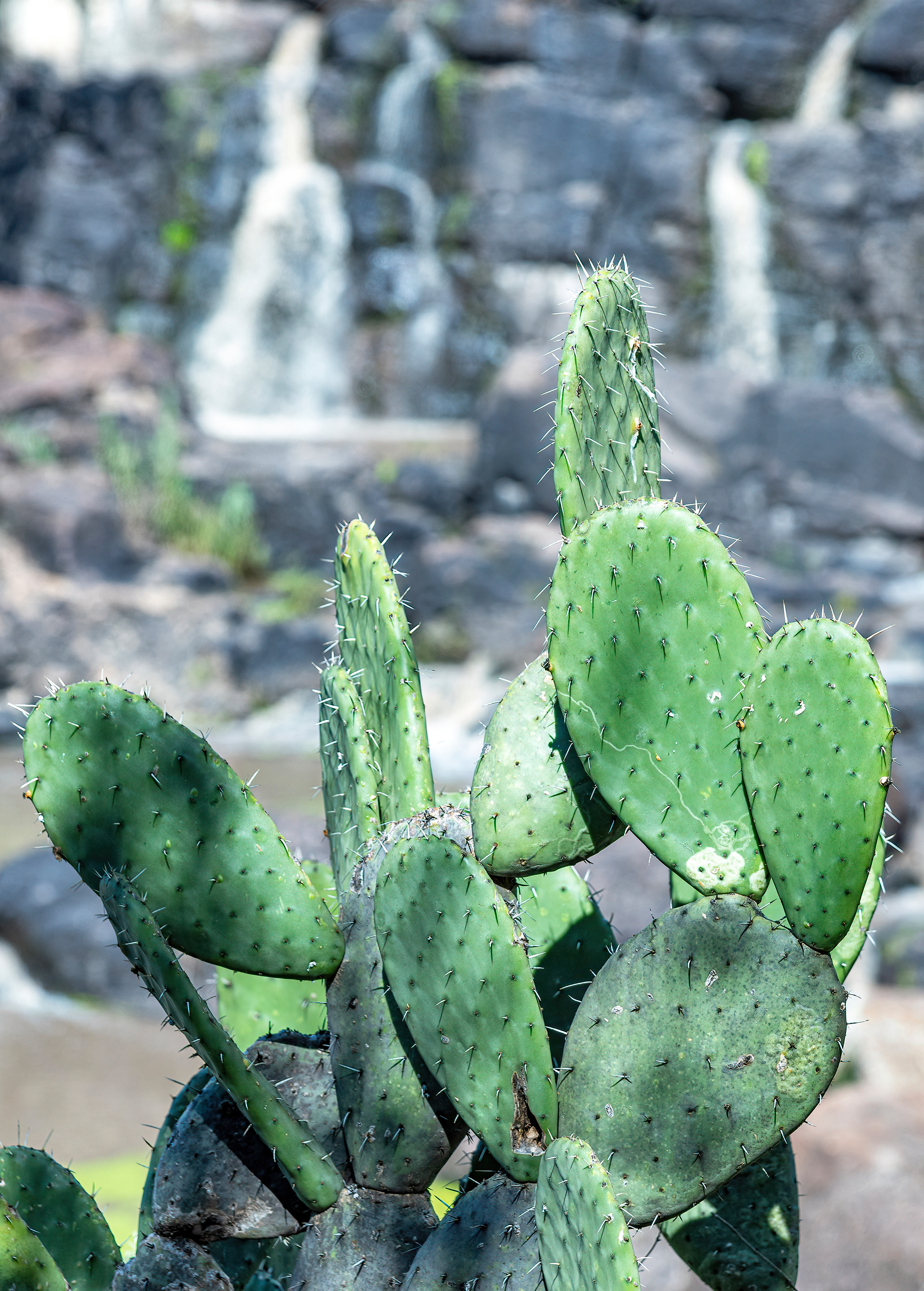 el charco del ingenio san miguel de allende mexico cactus-clear Opuntia hyptiacantha cacti prickly pear