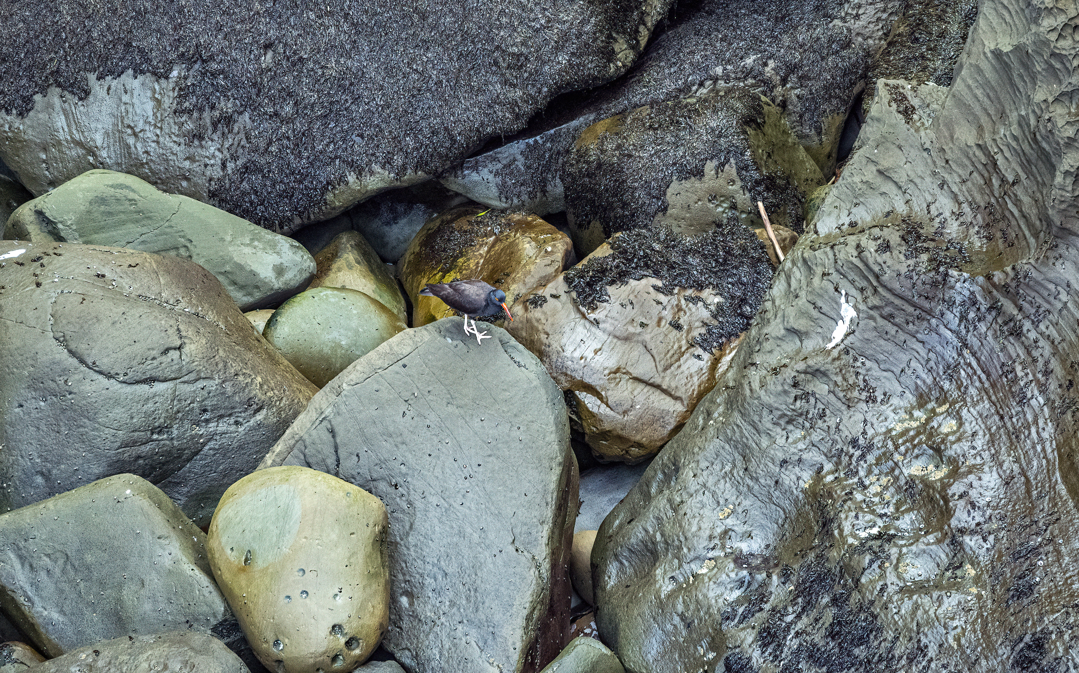 gold beach bird oregon coast rocks tide pool-DeNoiseAI-clear