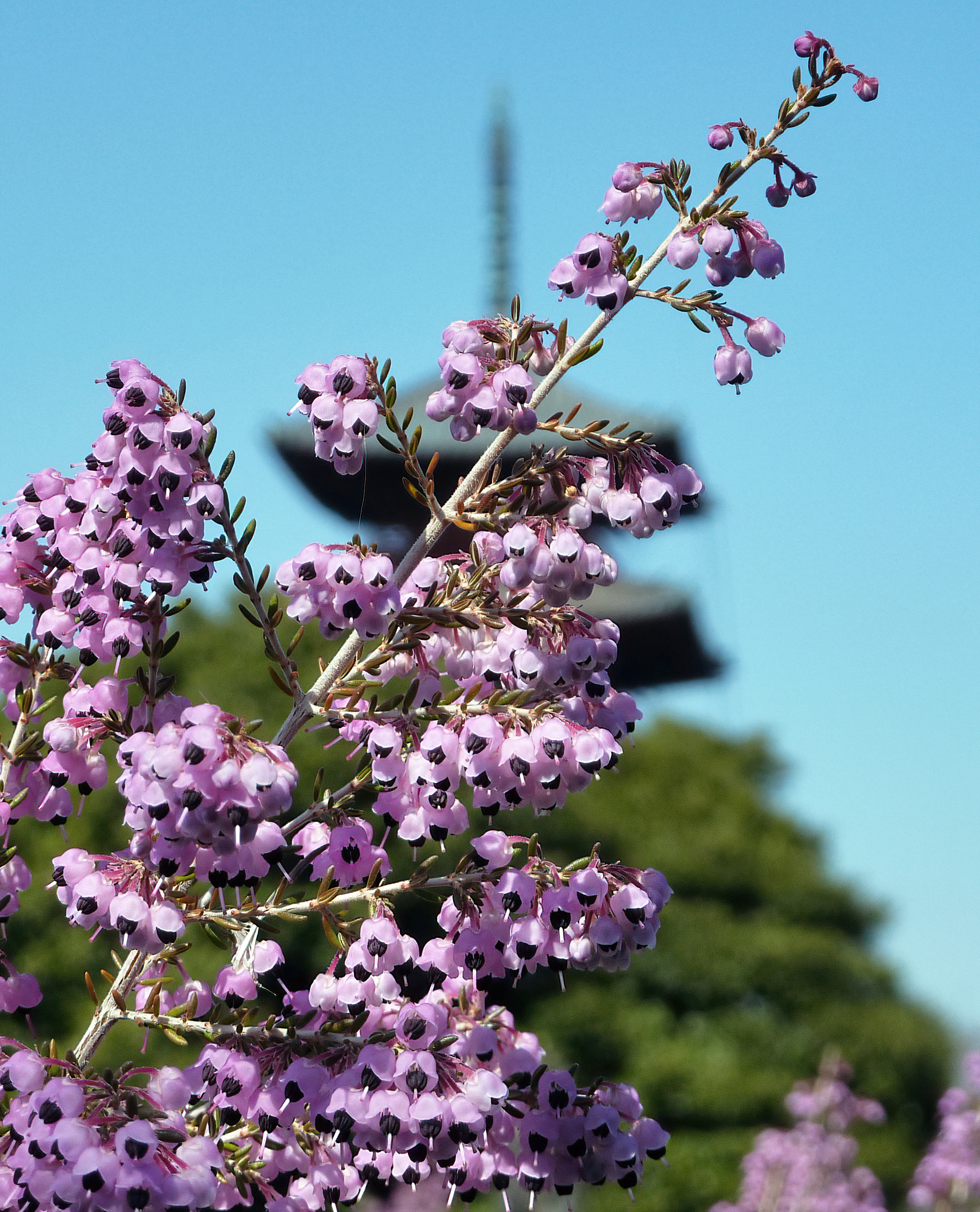 Ikegami Baien 池上梅園 flowers-DeNoiseAI-clear