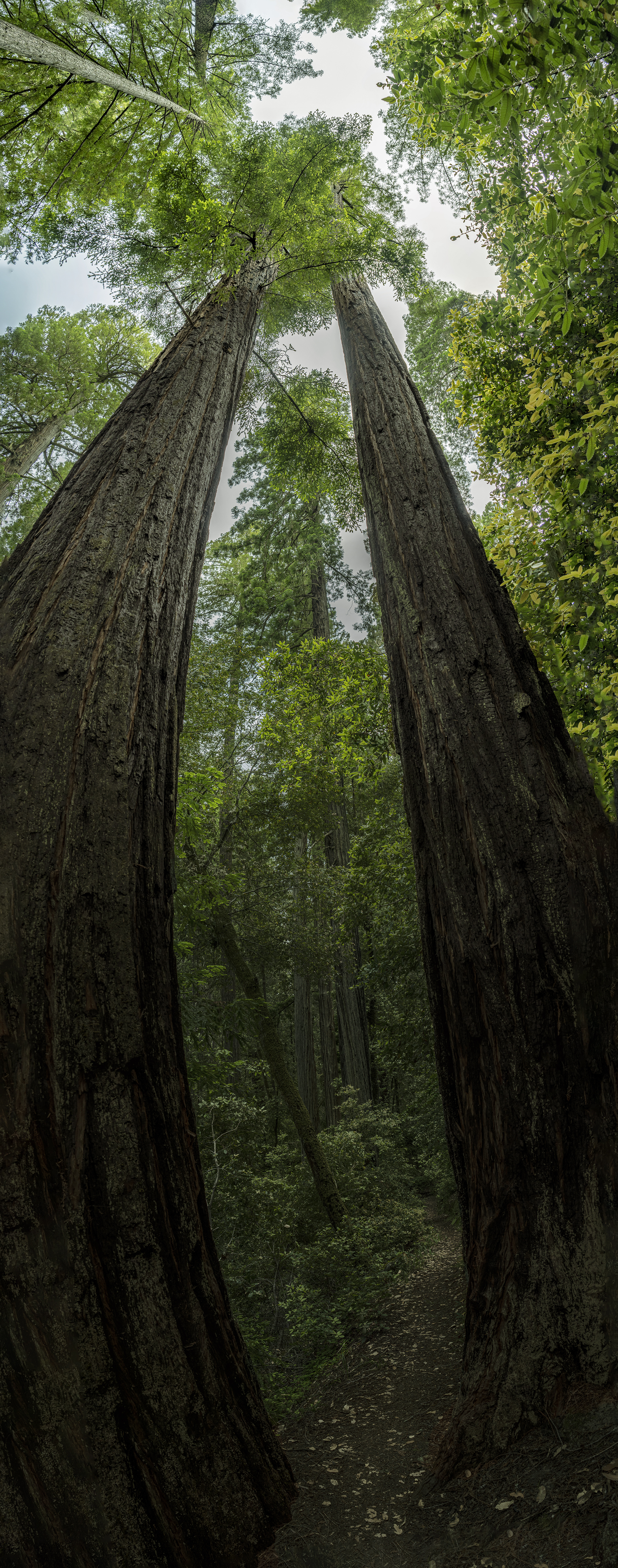 california redwoods