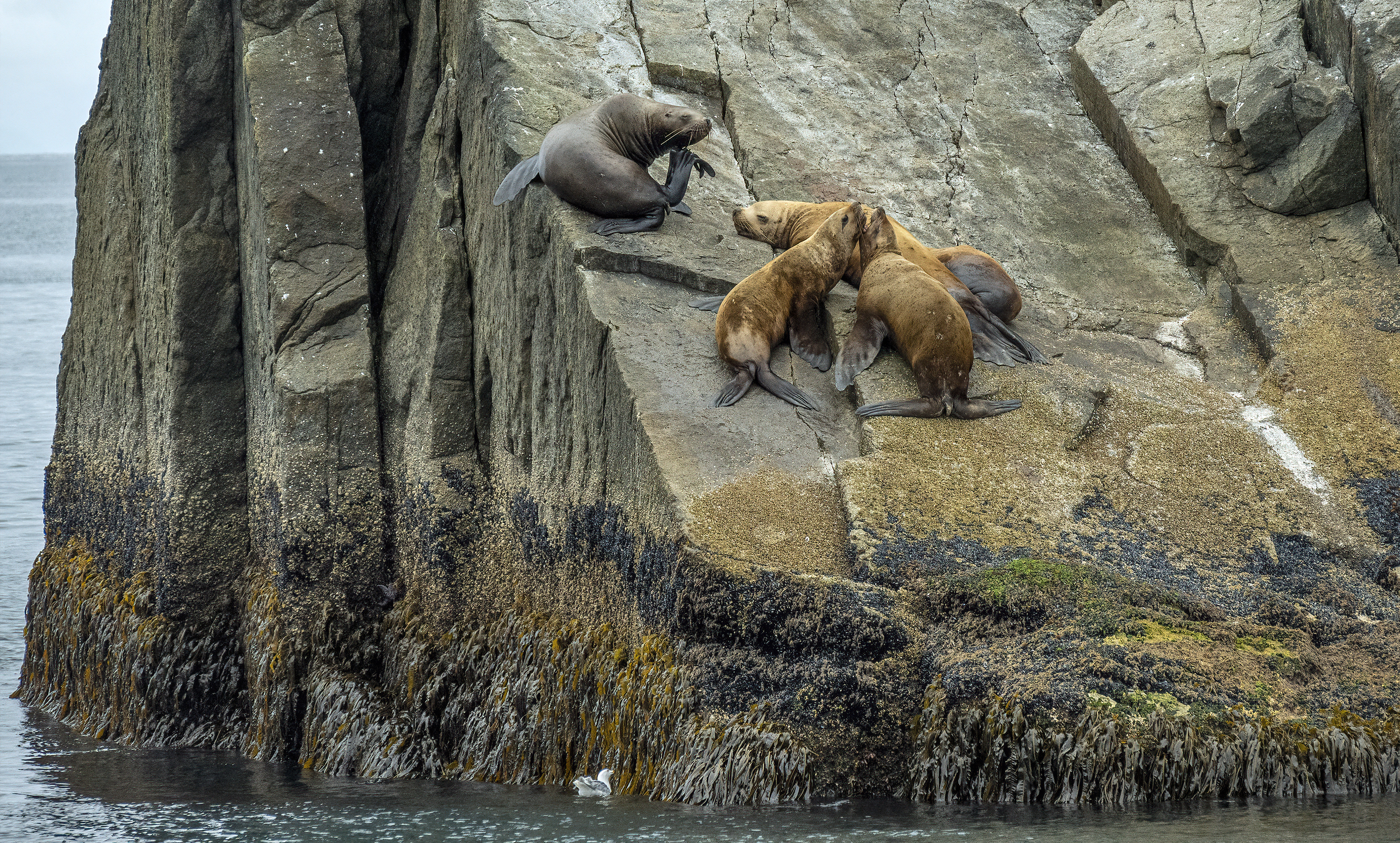 sea lions alaska kenai fjords
