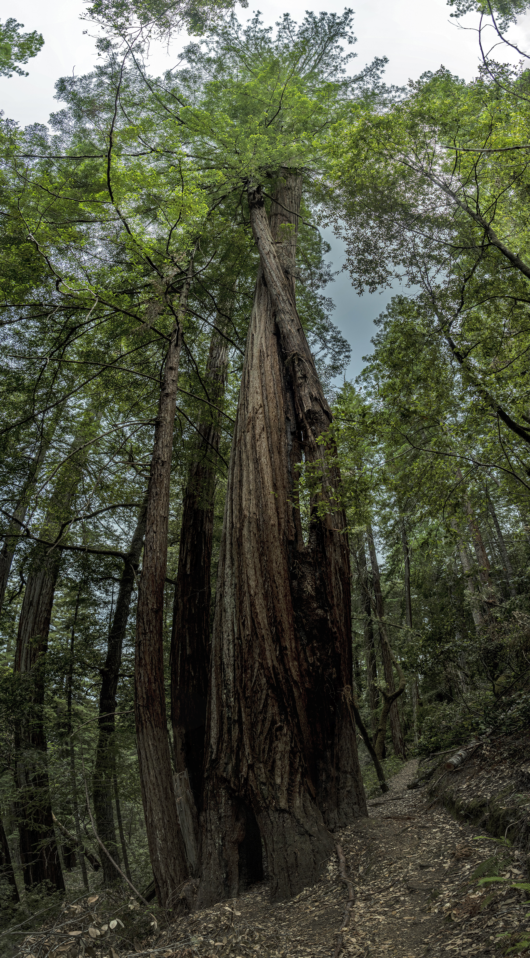 richardson grove twisting redwoods 10-photo photomerge california