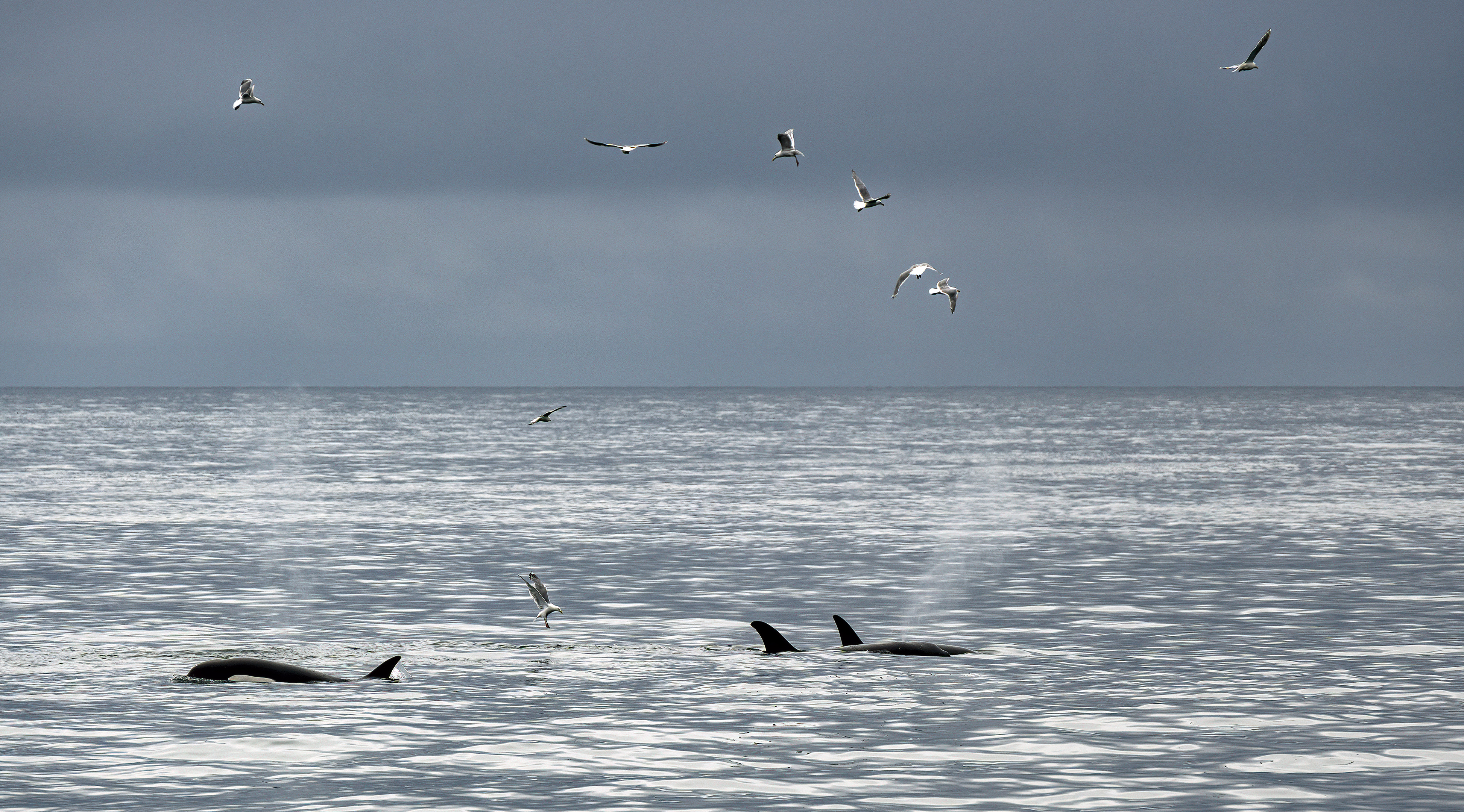 killer whales orca kenai fjords national park pacific ocean alaska