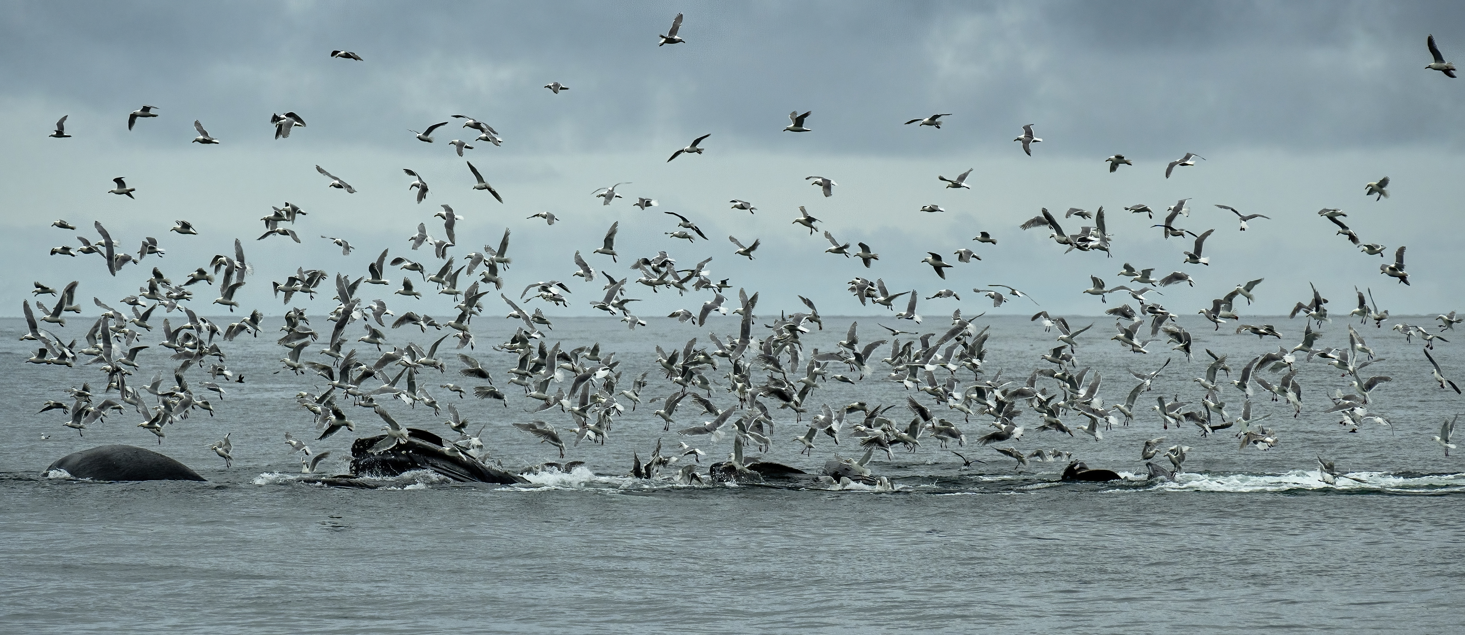 bubble net feeding humpback whales seagulls seward kenai fjords national park