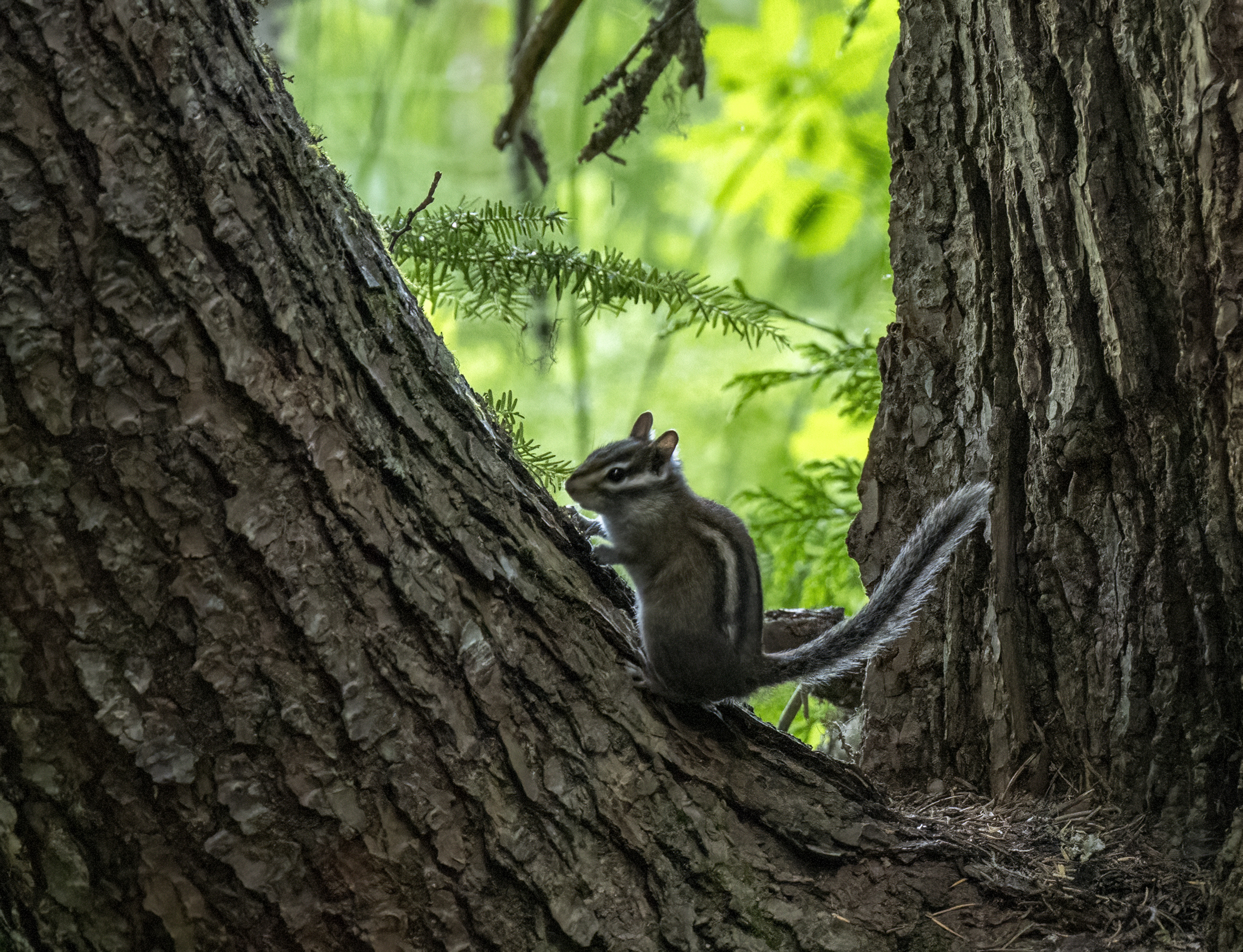 trillium lake chipmunk