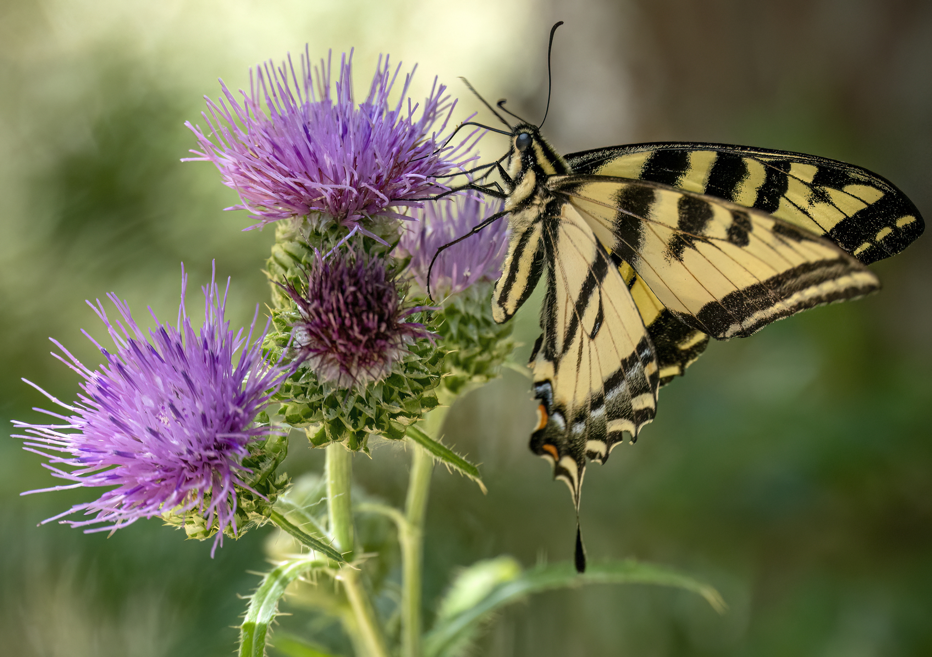 butterfly on thistle metolius river