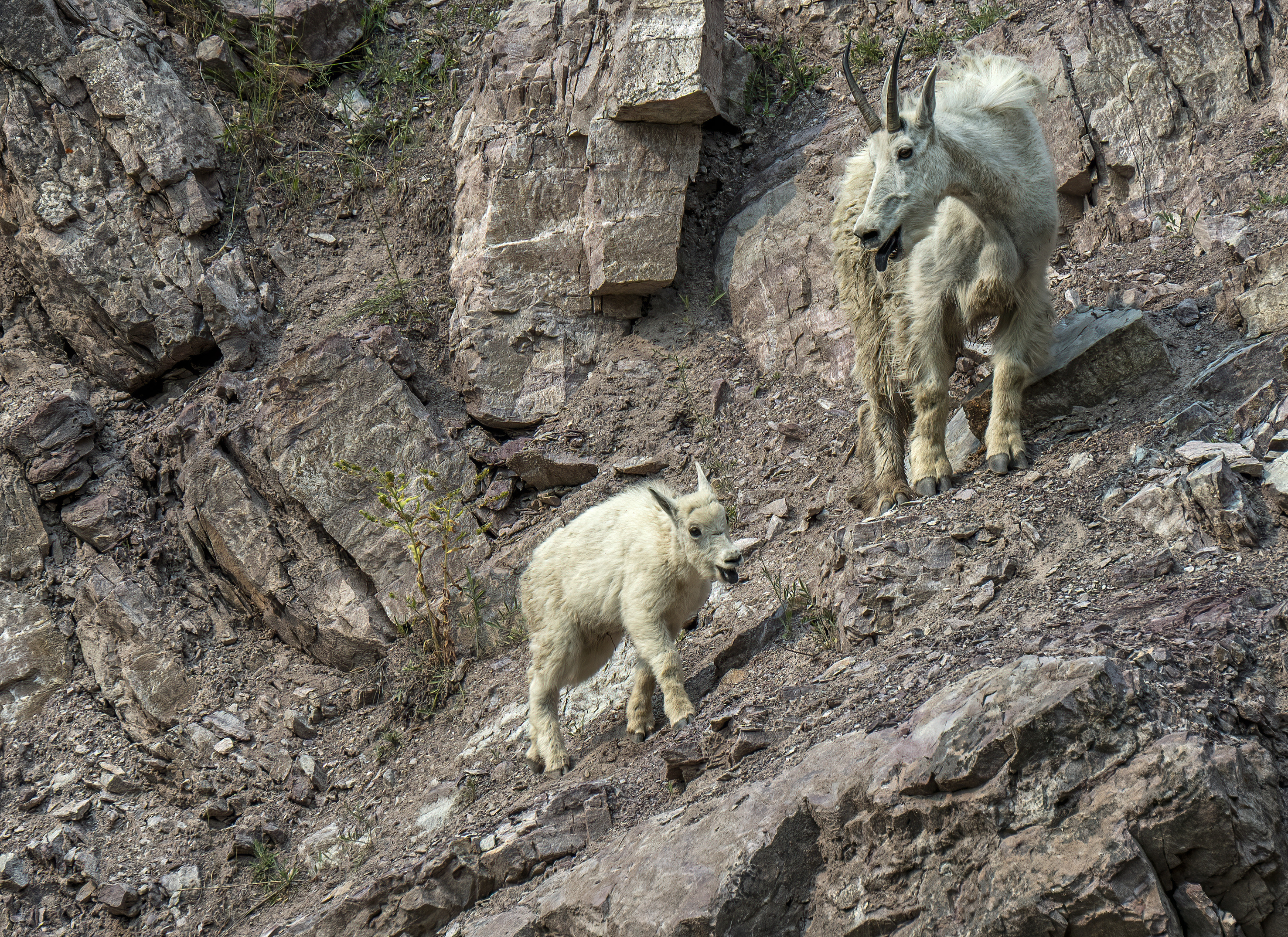 goat lick glacier national park