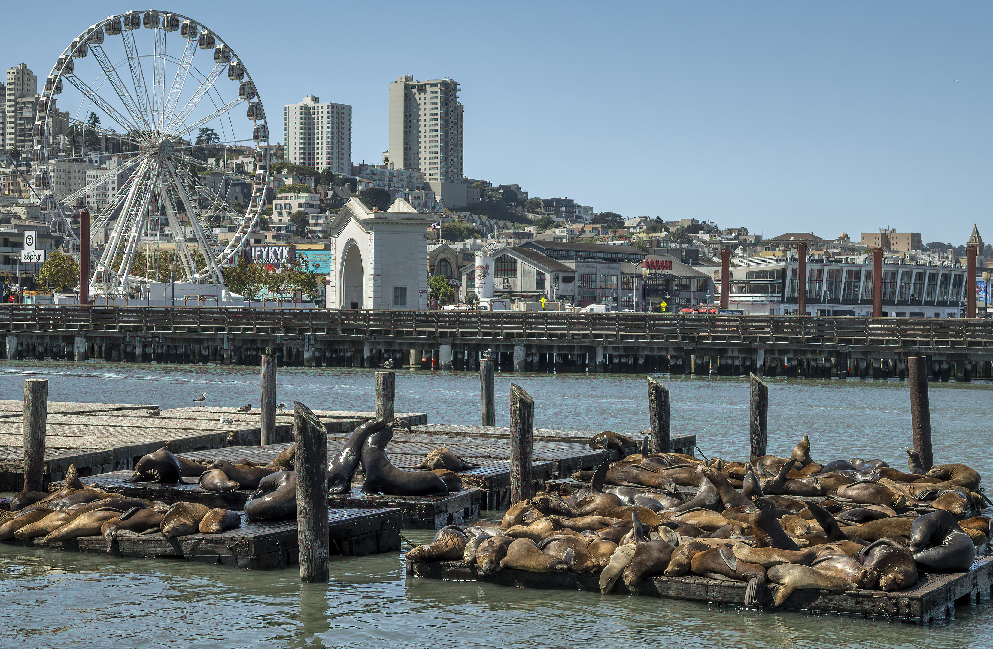 skystar wheel pier 39 san francisco sea lions