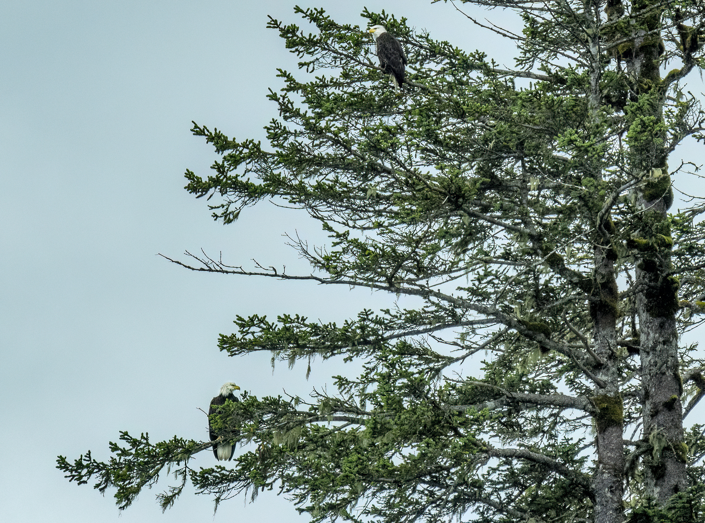 kenai fjords national park bald eagles
